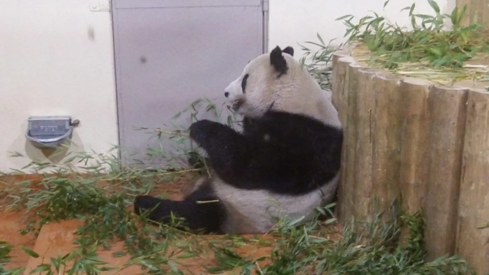 panda UK