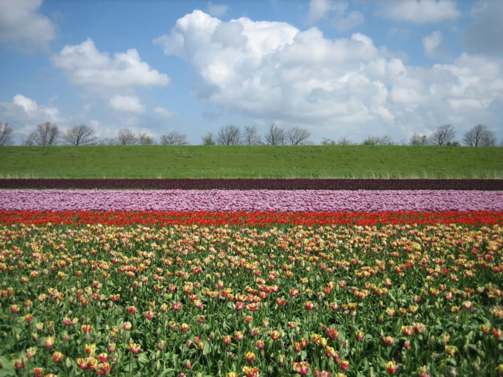 holland